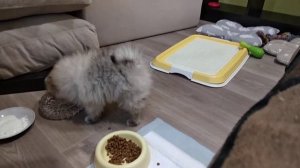 Померанский шпиц, 2 месяца играет с котом