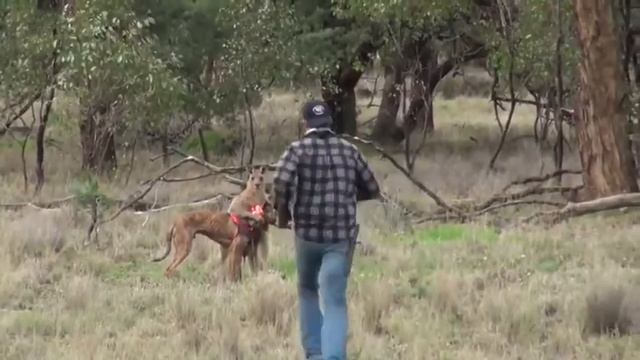 СПАС СОБАКУ ОТ КЕНГУРУ смотреть онлайн