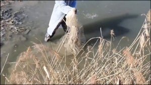 3 сома за 1 заброс на кастинговую сеть.  3머리 메기 잡아서요