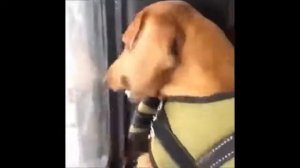 Обезьянка пукает  в лицо злой собаке😂😂