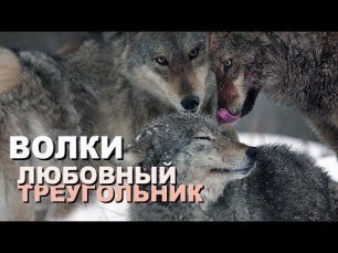 Волки - любовный треугольник в 4К | Film Studio Aves