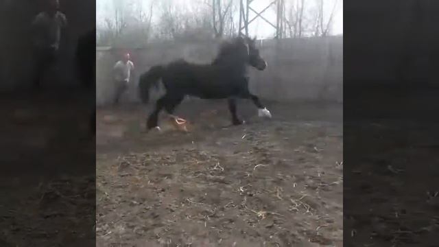 Продаем лошадей владимирских тяжеловозов жеребцы производители матки и их молодняк звонить по телеф