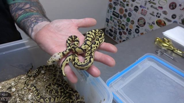 Combo Cypress Clown Clutch Update #87 смотреть онлайн