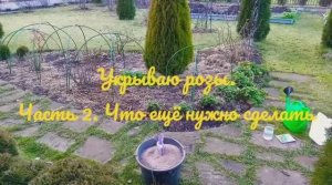 Зимнее укрытие роз. Часть 2. Что ещё нужно сделать