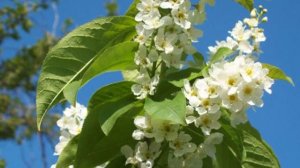 Людмила Зыкина. За окном черемуха цвела