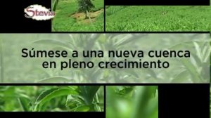 SPOT STEVIA MARZO 2011