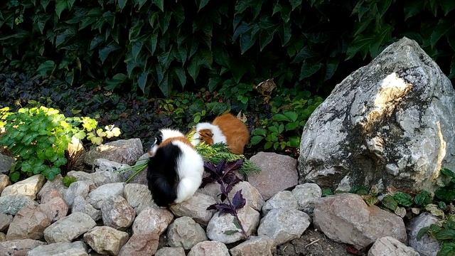 ВЫБИРАЕМ КЛЕТКУ МОРСКИМ СВИНКАМ / КЛЕТКА ДЛЯ МОРСКИХ СВИНОК смотреть онлайн