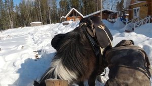 Быт народа Саха: Разведение якутских лошадей