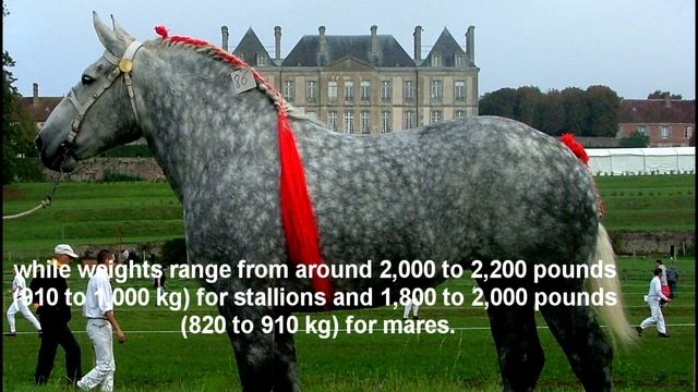 Percheron horse.Amazing Horse - Percheron. смотреть онлайн