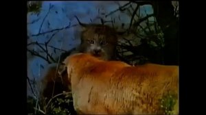 ПУМА ПРОТИВ РЫСИ