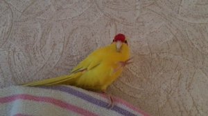 Какарик разговаривает