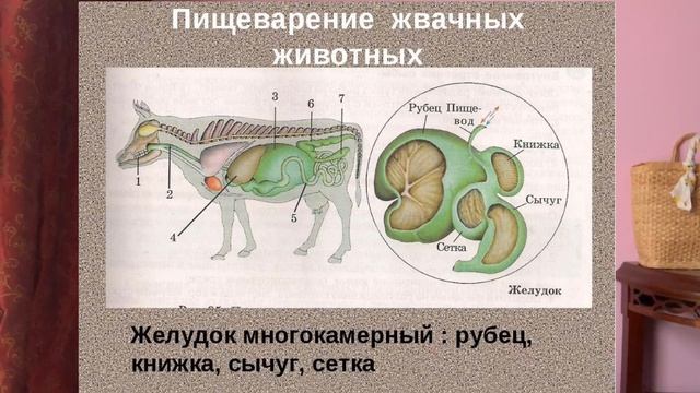 Строение пищеварительной системы коровы