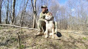 Выбрали щенка Лайки. Что дальше? Пособие для заводчиков! Иван Борода.