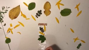 Делаем из осенних листьев закладку для книги.