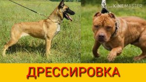 Питбуль против Малинуа. Pitbull against Malinois. Собаки. Animals Battle.