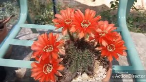ЛОБИВИЯ Красная Расцвела!!! Lobivia jajoiana Blooming! !