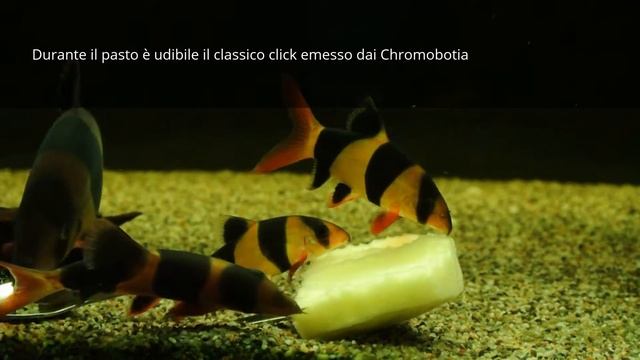 Chromobotia Macracanthus. смотреть онлайн