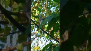 Пёстрые птицы клюют черёмуху, кто они?