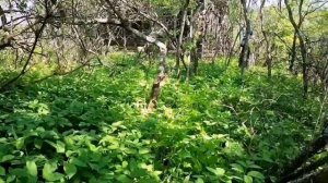 Заброшенные деревни владимирской области,руины церкви. Часть 1