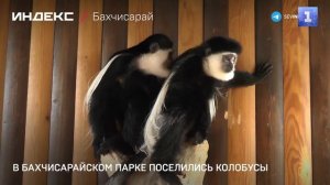 В Бахчисарайском парке поселились колобусы
