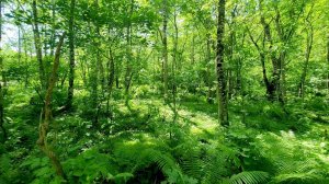 The Sound of Forests, Birds Chirping, beautiful Natural Sounds for Sleeping, ASMR