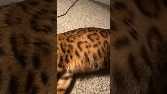 Беременная бенгальская кошка. Как шевелятся котята в животе у кошки. смотреть онлайн