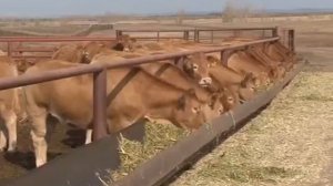 Туймазы САВА