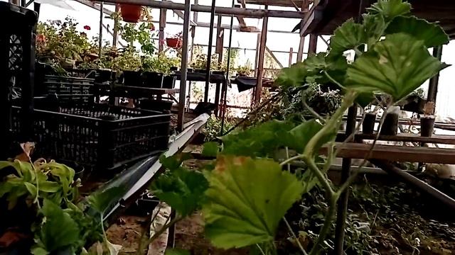 Что сделать со старой королевской пеларгонией. Омолаживание старого куста