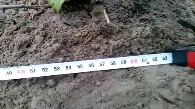 Стоит ли окучавать картошку после "ежиков" ? смотреть онлайн