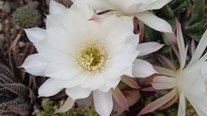 Эхинопсис Полуобнажённый.