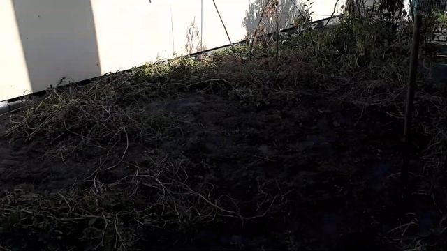 КОПАЮ МОДНУЮ КАРТОШКУ смотреть онлайн