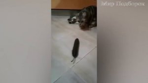 Коты и огурцы. Веселая подборка.