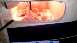 Вылупление затянулось.