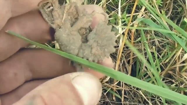 КЛАДОИСКАТЕЛИ КЛУБ-СТ TREASURE HUNTERS OF RUSSIA смотреть онлайн