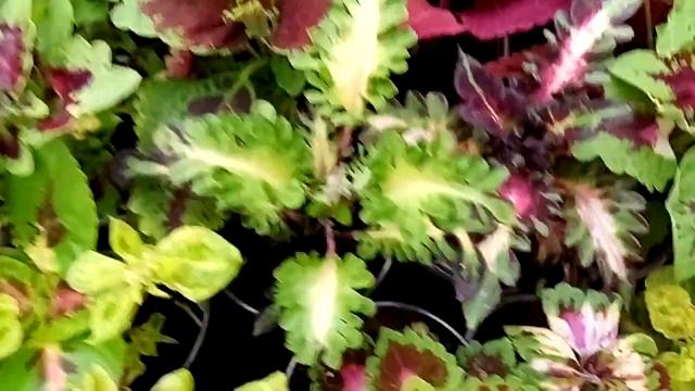 Теплица. Навестим пеларгонии и яркие, волшебные колеусы. смотреть онлайн