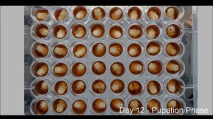 Время развития личинок медоносных пчел в лаборатории.mp4