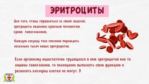 ПОРАЗИТЕЛЬНО! А Вы знали, ПОЧЕМУ КРОВЬ КРАСНАЯ?