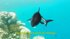 Акуленок. Акула-Каракула