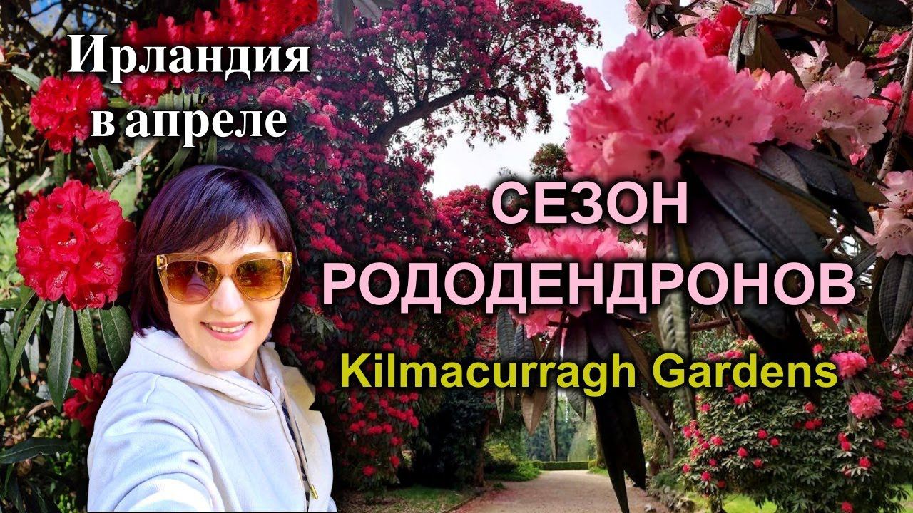 ИрландияЦветение рододендронов/Сады Kilmacurragh/Ботанический сад Kilmacurragh Gardens - 4K