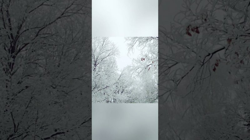 Winter❄⛄❄⛄❄⛄ snow trees(1)