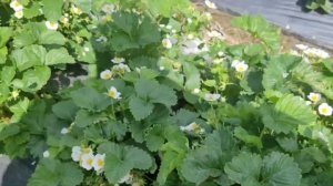 ЗЕМКЛУНИКА КУПЧИХА! Супер урожайный сорт! Цветение!