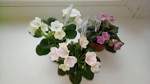 Фиалки мини. Новинки АВ-2021. АВ-Гранатовое Зернышко и АВ-Куколка химерный спорт. смотреть онлайн