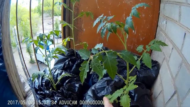 Посадка томатов в пакеты на балкон смотреть онлайн