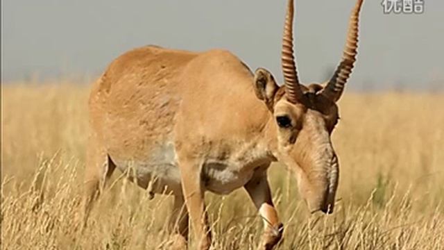 Топ 5 животных со смешными носами смотреть онлайн