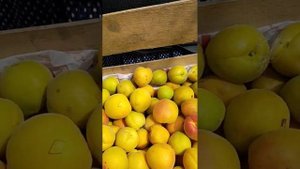 Слива Евразия  и абрикос Хабаровский на гибриде афлатунии