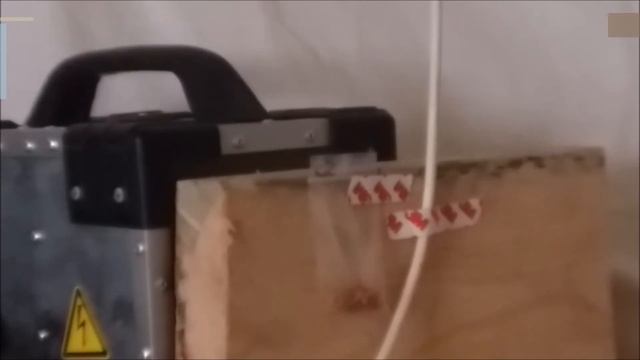 Шашель, короед. Как уничтожить и избавиться от короеда шашеля смотреть онлайн