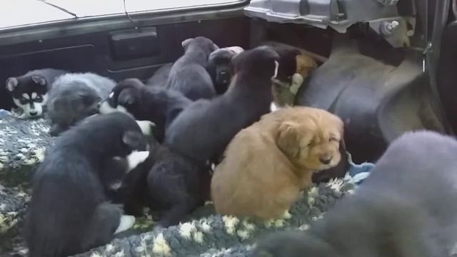 Друзья малыши🙂Тибетский мастиф, восточносибирская лайка. Питомник CORLEONIS PLUS. смотреть онлайн