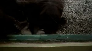 Вольера орангутанов, Московский зоопарк, часть 2. Орангутан занят.