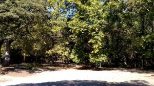 Милютинский парк в Алупке