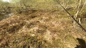 Водно-пеший ПОХОД за АРКТИЧЕСКИМ ГОЛЬЦОМ и КУМЖЕЙ. РЫБАЛКА в тундре КОЛЬСКОГО ПОЛУОСТРОВА.